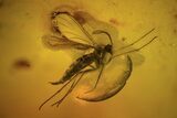 Two Fossil Flies (Diptera) In Baltic Amber #109448-1